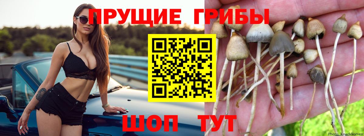 Кувандык  Псилоцибиновые грибы ЛСД  Вход с VPN  Псилоцибиновые грибы Cubensis 